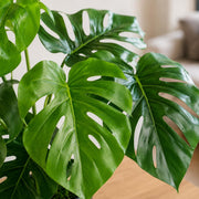 Artificial Monstera Cheese Plant 80cm