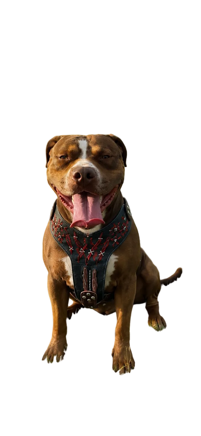 The ''Haunted'' harness LIMITED