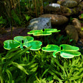 Large Garden Decor Ornaments Set of 3 'Shamrocks'