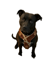 The "Hermes" leather harness -  Large and Giant Breeds