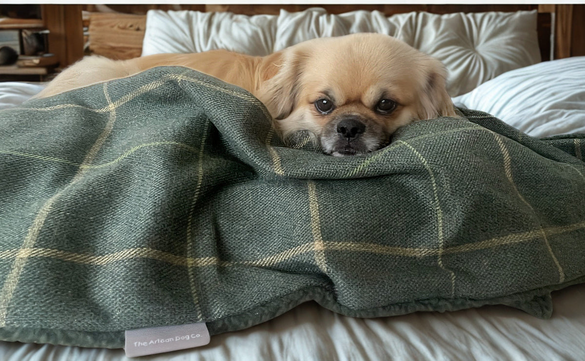 Arlo Forest Green Check Dog Blanket – Luxury Reversible Lambswool Sherpa Throw