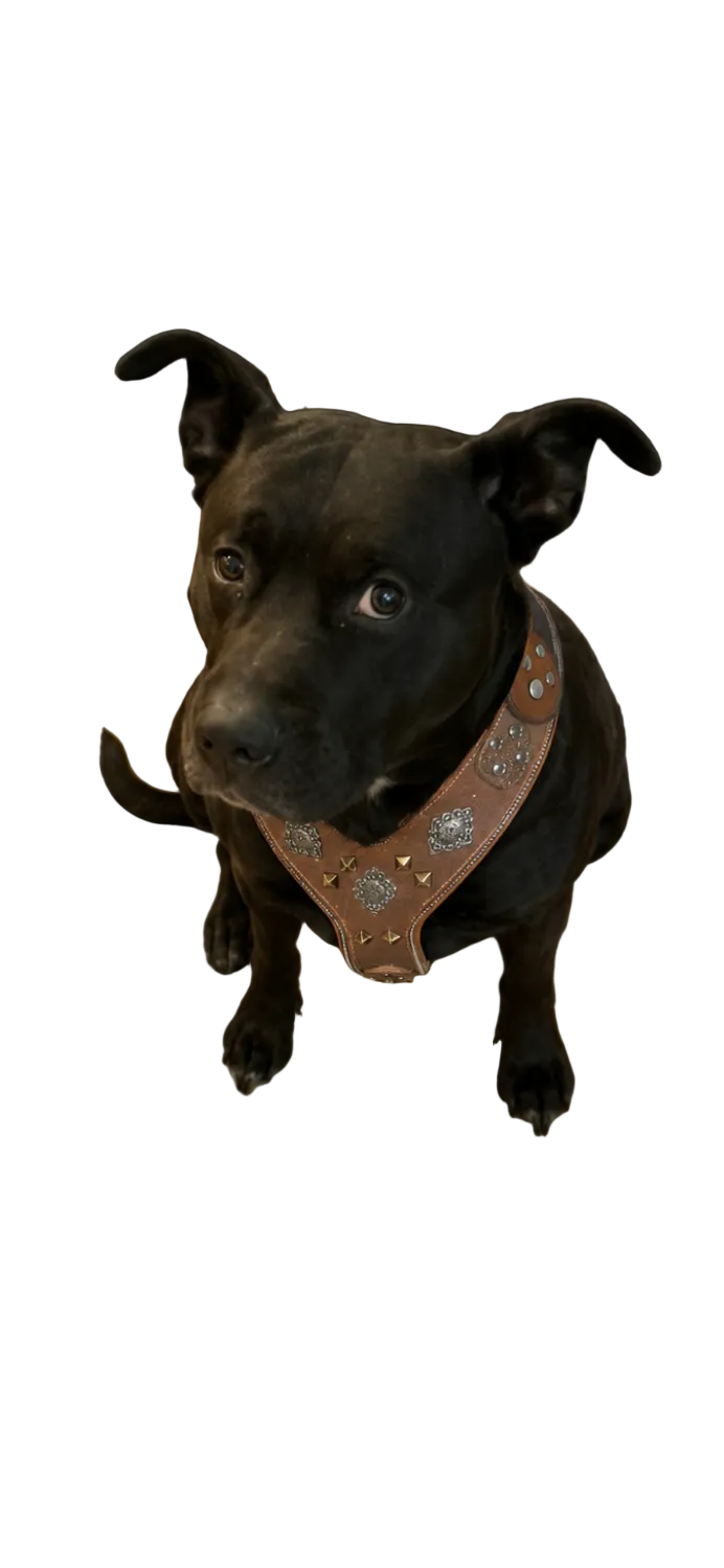 The "Aztec" Grey Harness