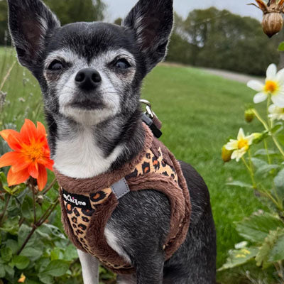 Tiny Trails Step In Luxury Leopard Fur Lined Puppy and Small Dog Harness