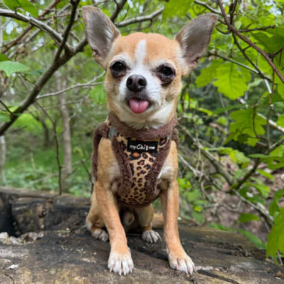 Tiny Trails Step In Luxury Leopard Fur Lined Puppy and Small Dog Harness