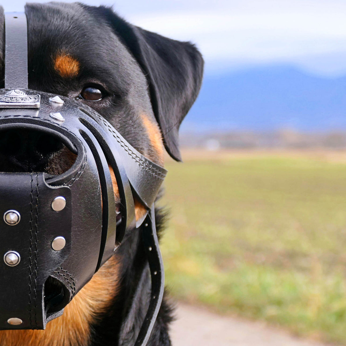 ''Eros'' Basket Muzzle All Black