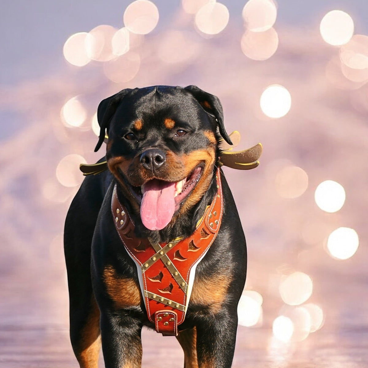 The "Hermes" leather harness -  Large and Giant Breeds