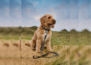 THE BALMORAL | LUXURY GREY HERRINGBONE & LEATHER DOG COLLAR