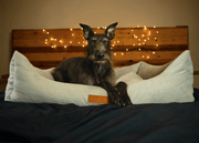 The Highclere | Luxury Memory Foam Dog Bed