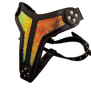The ''D`Albertis'' harness LIMITED