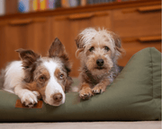 THE HENLEY | LUXURY WATERPROOF BOLSTER DOG BED